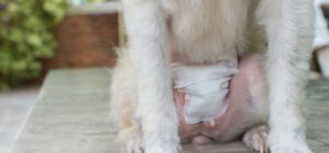 sangrado despues de la esterilizacion de perros