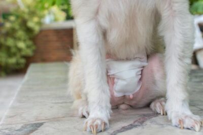 sangrado despues de la esterilizacion de perros
