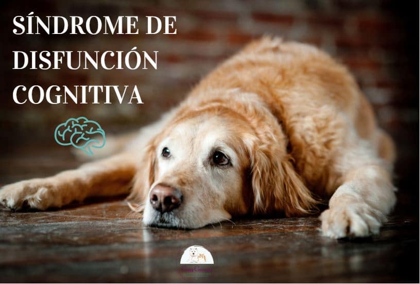 sindrome de disfuncion cognitiva en los perros