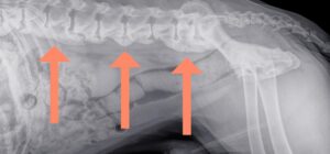 sintomas causas diagnostico y tratamiento de la espondilosis deformante en perros