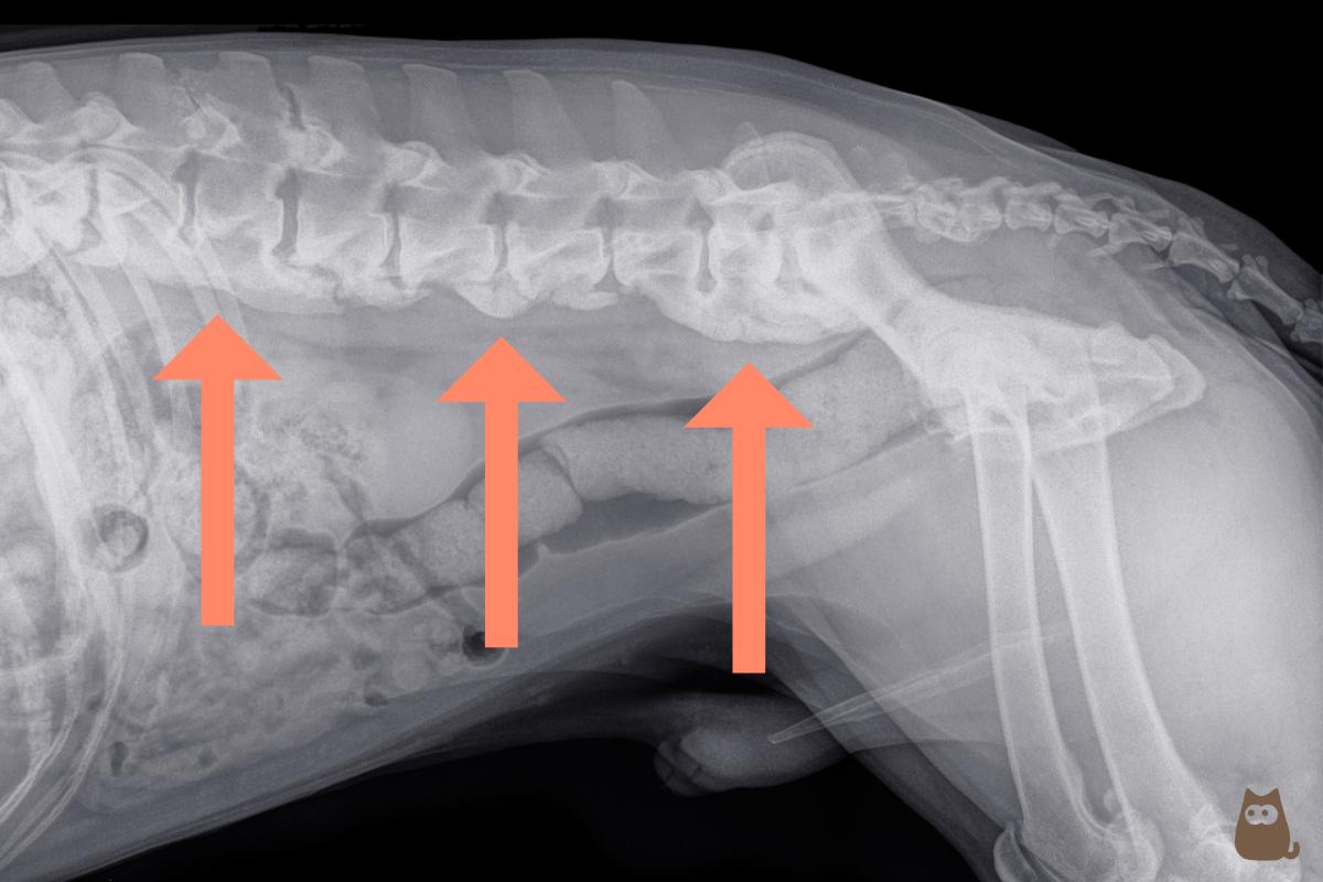 sintomas causas diagnostico y tratamiento de la espondilosis deformante en perros