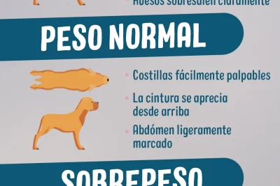 sintomas causas y como bajarla en perros
