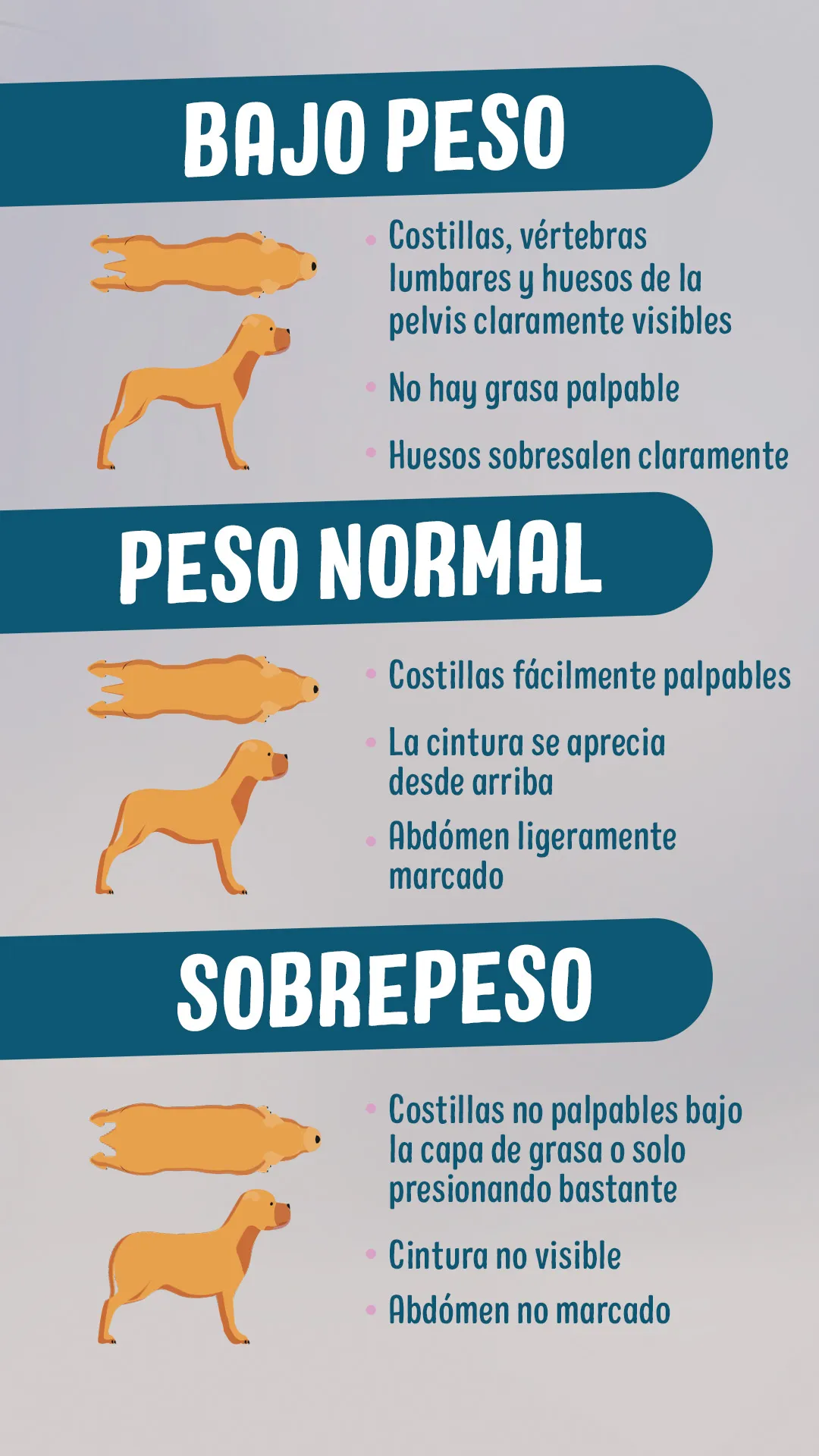 sintomas causas y como bajarla en perros