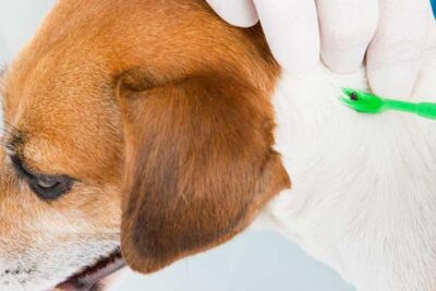 sintomas contagio tratamiento y prevencion de la babesiosis en perros