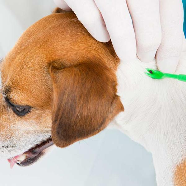 sintomas contagio tratamiento y prevencion de la babesiosis en perros