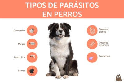 sintomas de parasitos en perros