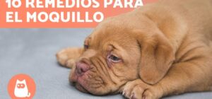 sintomas tratamiento y remedies caseros del moquillo en los perros