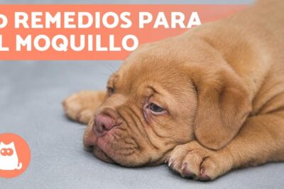 sintomas tratamiento y remedies caseros del moquillo en los perros