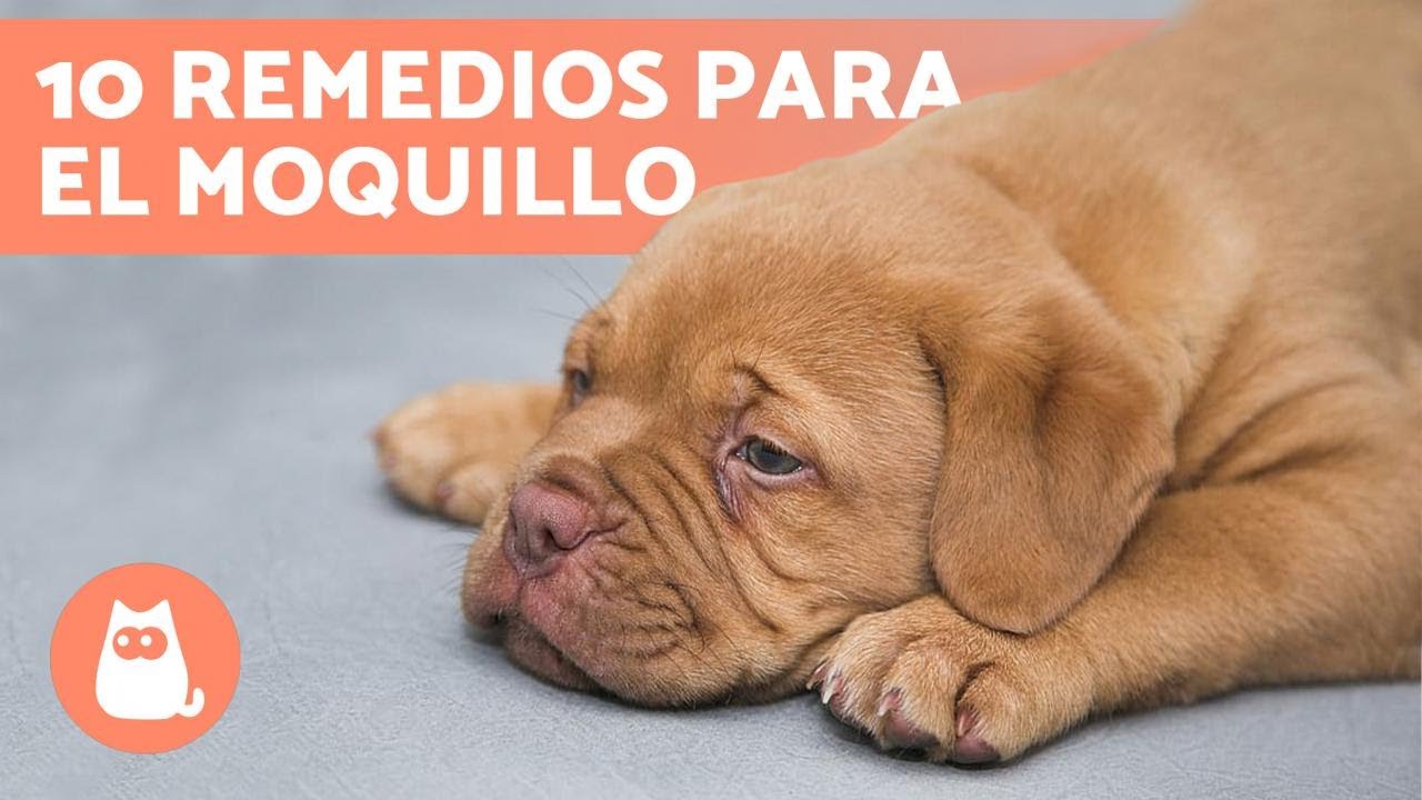 sintomas tratamiento y remedies caseros del moquillo en los perros