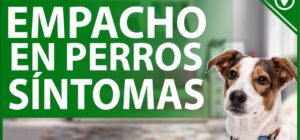 sintomas y remedios homeoprofesiales para el empacho en perros