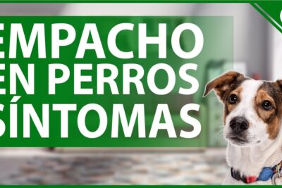 sintomas y remedios homeoprofesiales para el empacho en perros