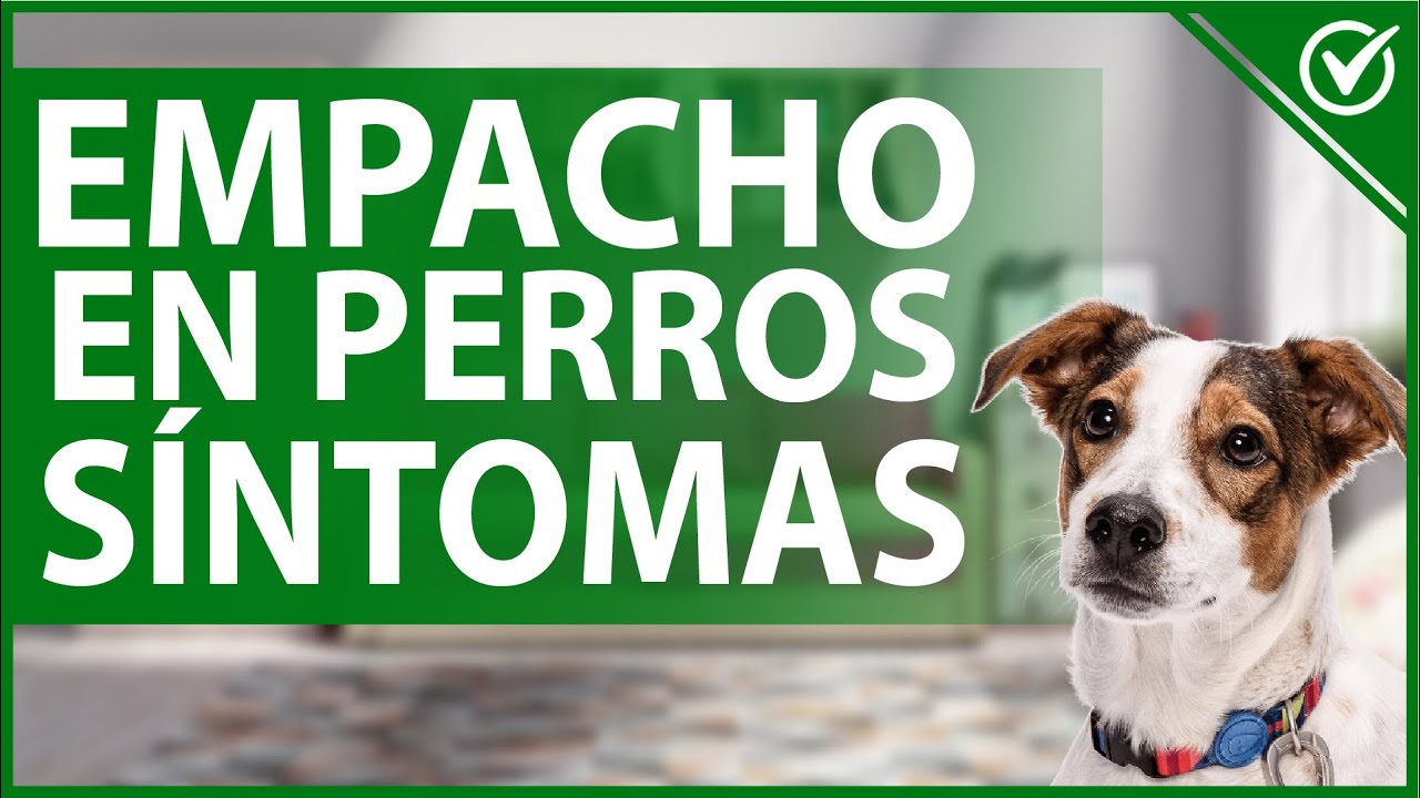 sintomas y remedios homeoprofesiales para el empacho en perros