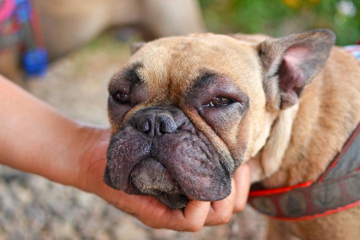 sintomas y tratamiento de la alergia alimentaria en perros