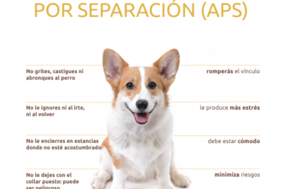 sintomas y tratamiento de la ansiedad por separacion en perros