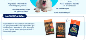 socializacion del bull terrier ingles