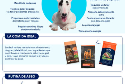 socializacion del bull terrier ingles