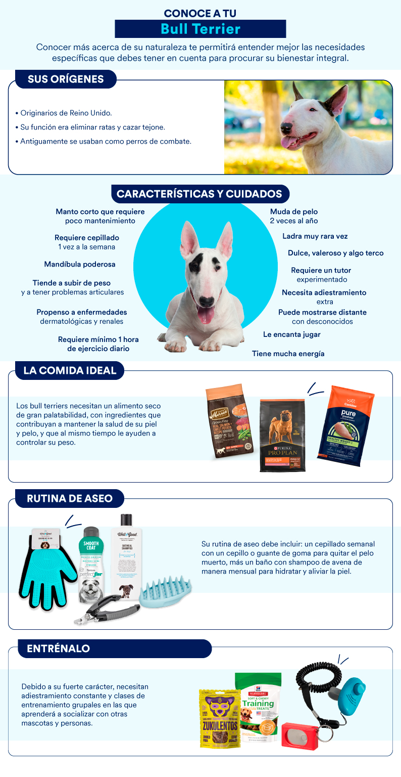 socializacion del bull terrier ingles