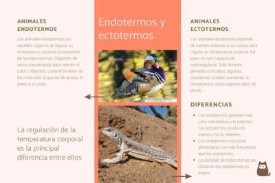 temperatura corporal y metabolismo en animales endotermos y ectotermos