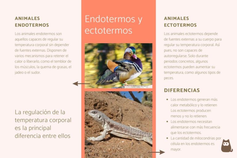 Temperatura Corporal Y Metabolismo En Animales Endotermos Y Ectotermos 