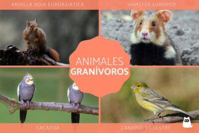 tipos alimentacion y ejemplos de los animales granivoros