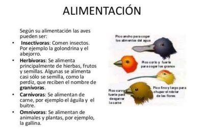 tipos caracteristicas alimentacion y habitat de las aves