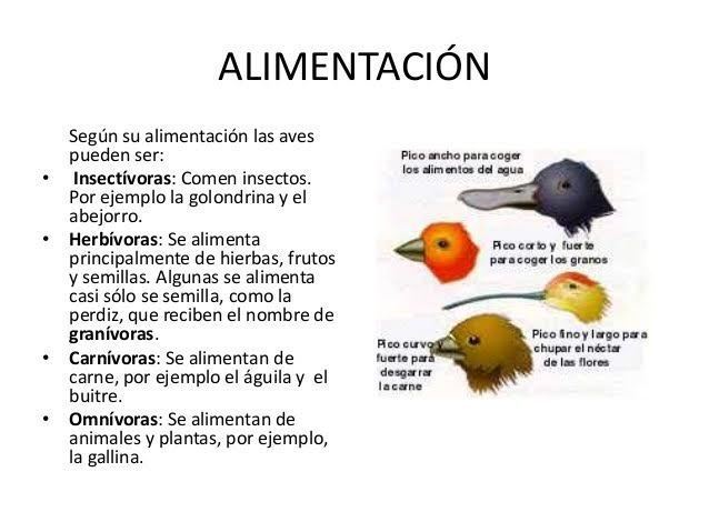 tipos caracteristicas alimentacion y habitat de las aves