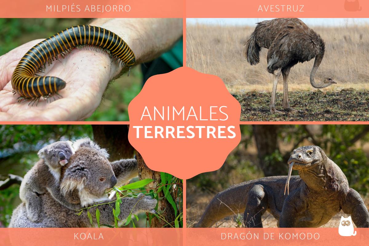 tipos caracteristicas y 40 ejemplos de los animales terrestres