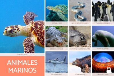 tipos caracteristicas y ejemplos de los animales marinos