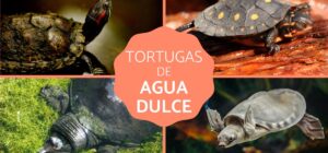tipos caracteristicas y habitats de las tortugas de agua dulce fotos