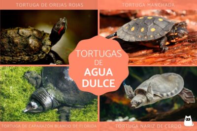 tipos caracteristicas y habitats de las tortugas de agua dulce fotos
