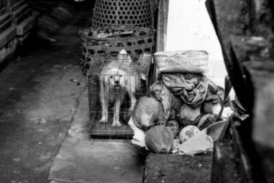 tipos causas prevencion y como denunciar maltrato animal