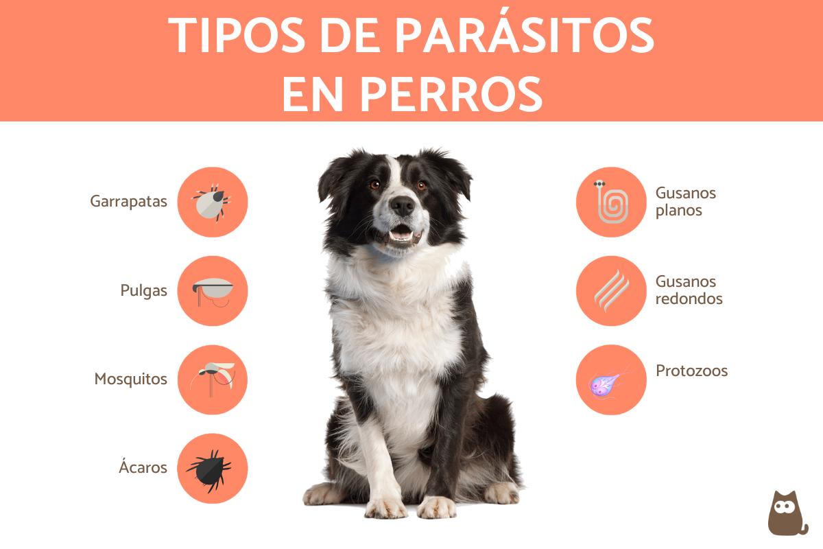 tipos de gusanos en perros