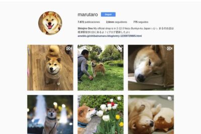 tips para crear una cuenta perruna exitosa en instagram