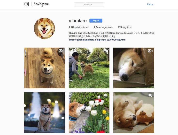 tips para crear una cuenta perruna exitosa en instagram