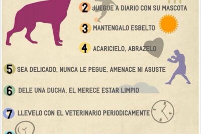 tips para hacer feliz a tu perro