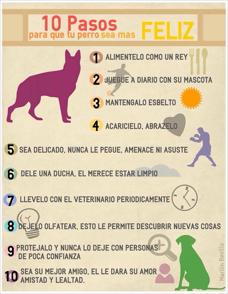 tips para hacer feliz a tu perro