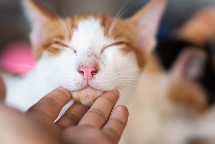 tratamiento causas y contagio del acne felino en gatos