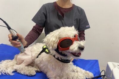 tratamiento de la enfermedad de legg calve perthes en perros