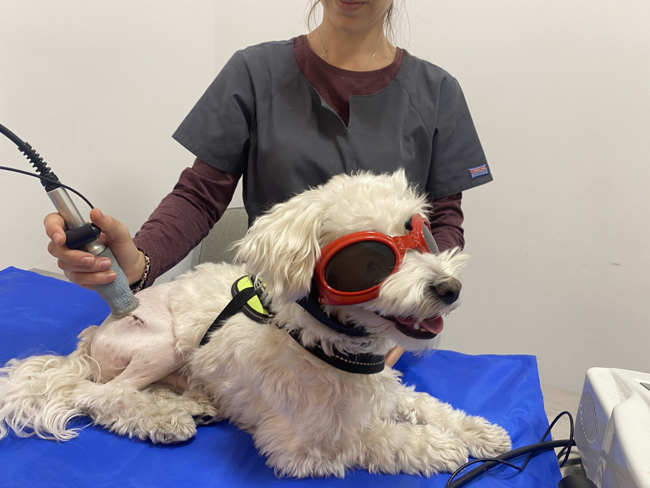 tratamiento de la enfermedad de legg calve perthes en perros