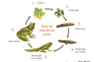 variaciones en la reproduccion de las ranas