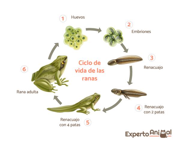 variaciones en la reproduccion de las ranas